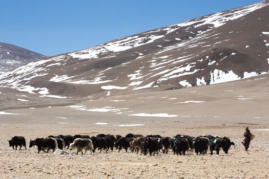 TIBET, CHINA, APRIL 19: Unidentified Tibetan Yak man following his group of yaks in the Himalayas mountain range in the background. Tibet, China, 2013.