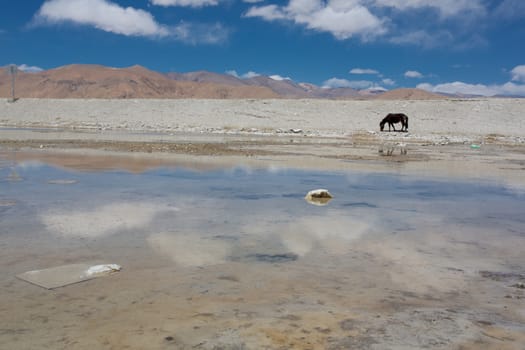Blue and cloudy sky with reflection of the mountains and a horse in wasted water in Tibet. Friendship Highway. China 2013