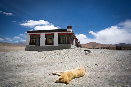 A yellow dog sleeping on the road in a small village on the Friendship highway in Tibet