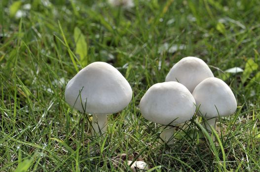 Autumn mushrooms on a sunny morning