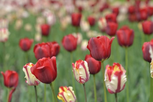 mixed tulips in a garden in spring 