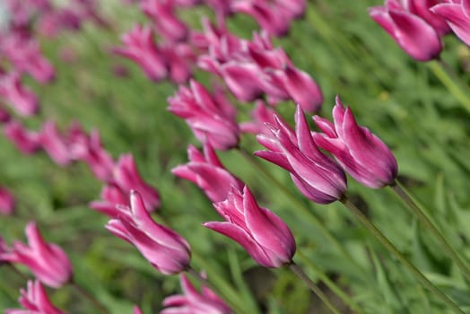 purple tulips in the wind in spring