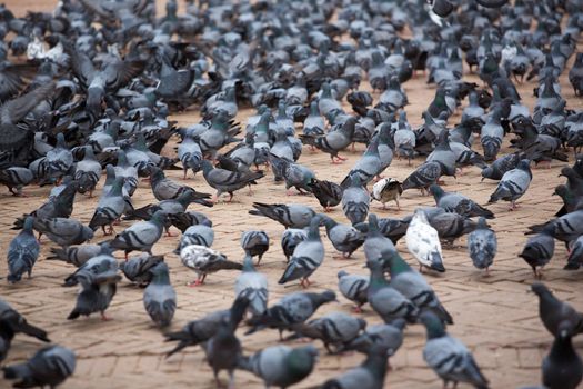 A group of pigeons at the Boudhanath Stupa, one of the main landmark in Kathmandu, Nepal.