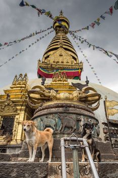 Dogs watching and monks playing in the background at the monkey temple or the Swayambhunath temple in Kathmandu, the capital of Nepal. 2013
