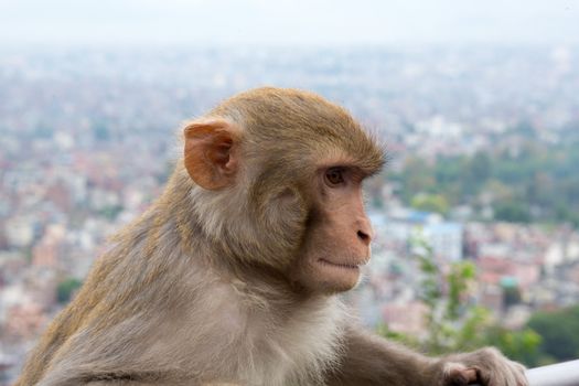 Monkey at the Monkey temple in Kathmandu. Swayambhunath is an ancient religious complex atop a hill in the Kathmandu Valley, west of Kathmandu city. It is also known as the Monkey Temple as there are holy monkeys living in the north-west parts of the temple.