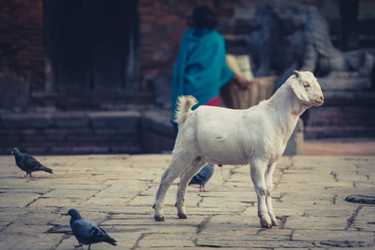 Goat in the street of Bhaktapur in Nepal.