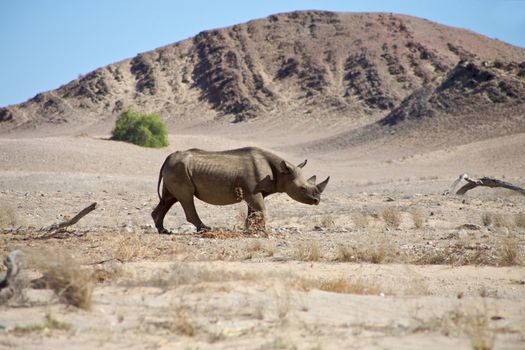 A wild black rhino in the Kaokoland walking on his own in the semi arid desert close to the Skeleton Coast Desert, Namibia