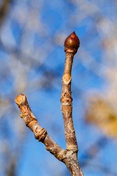 Tree bud closeup shot on a sunny afternoon on street