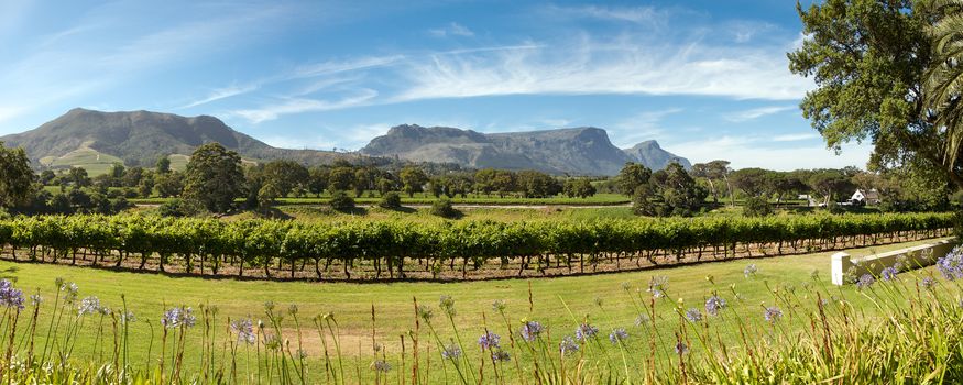 Panorama of a wine producer in Cape Town, South Africa.