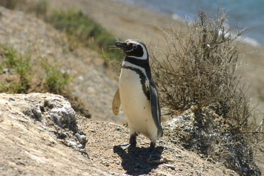 Magellan penguin (Tierra del Fuego-Argentina) walking along the coastline