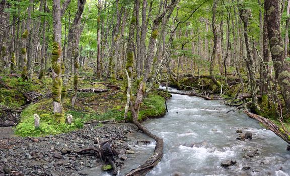 Forest in El Chalten, Patagonia.