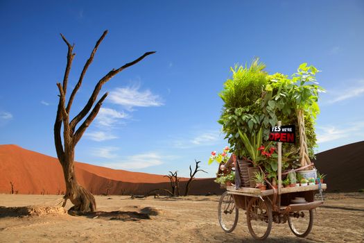 Illustration of a cyclist riding his bike on the dry pan of Sossusvlei in Namibia and carrying ot of flowers and plants on his bicycle. Dead trees and desert dunes are all around.
