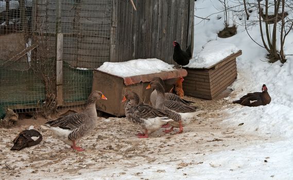 Gray geese in the open-air cage in the winter.