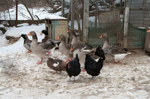 Hens, ducks and gray geese in the open-air cage in the winter.