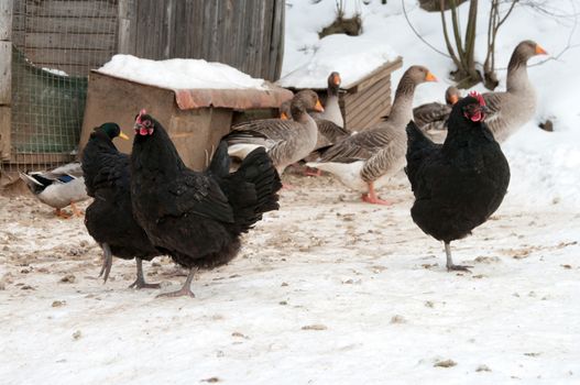 Hens and gray geese in the open-air cage in the winter.