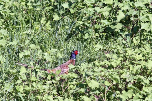 beautiful male pheasant ( phasianus colchicus ) hiding in grass and weeds