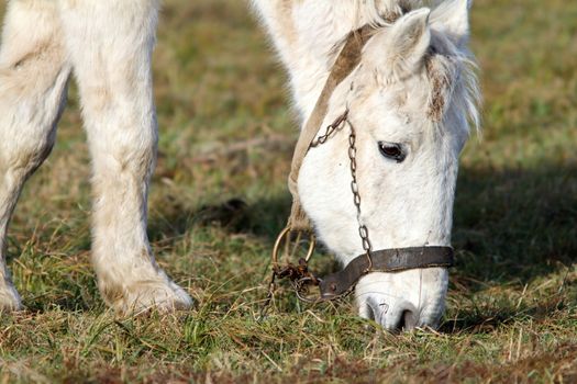 closeup of grazing white horse in the field