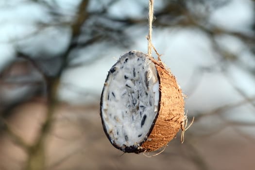 coconut feeder full of lard waiting for wild birds