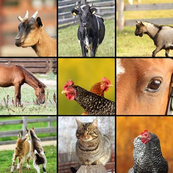collage made with images taken at the farm, collection of animals