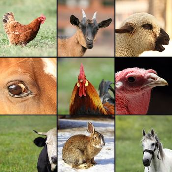 collection of images with animals from the farm