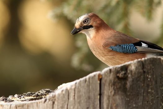 common jay ( garrulus glandarius ) standing on a stump with seeds to lure wild birds