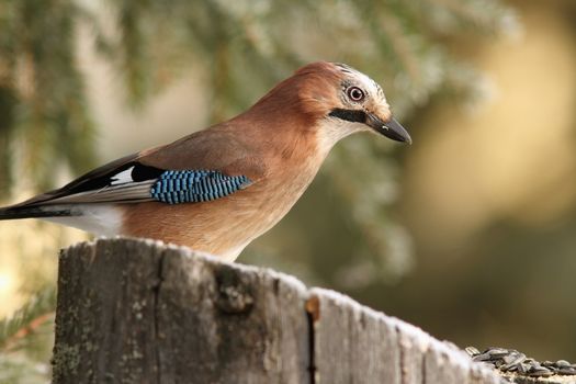 common jay  ( garrulus glandarius ) on a stump with seeds for luring birds