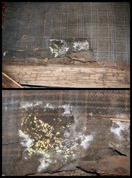 Detail of wood fungus from wooden floor extending on a carpet. The fungus is growing on damp environment, so the carpet is  helping in a bad way.