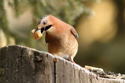 eurasian jay ( garrulus glandarius ) eating bread from a stump with food