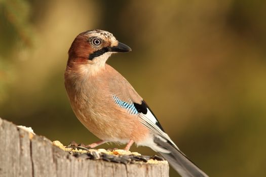 eurasian jay ( garrulus glandarius )  standing on a spruce stump lured with sunflower seeds