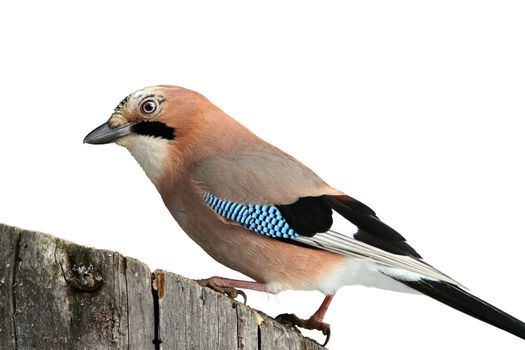 european jay ( garrulus glandarius ) on wood stump isolated on white background