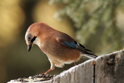 hungry european jay ( garrulus glandarius ) looking at seeds