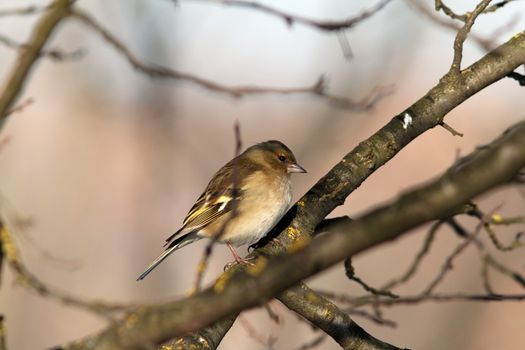 female common chaffinch on branch ( fringilla coelebs )