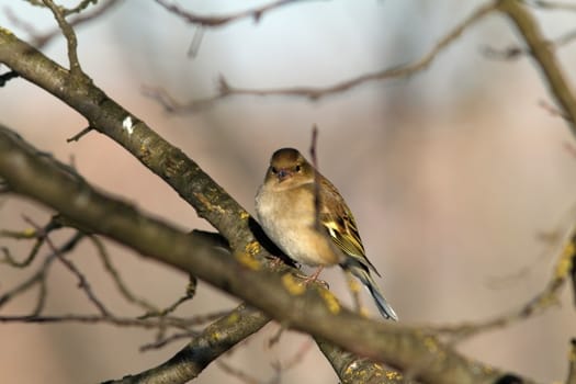 female fringilla coelebs ( european common chaffinch ) in winter plumage perched on tree