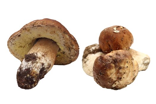 fungi porcini ( boletus edulis ) gathered right from the forest isolated over white background