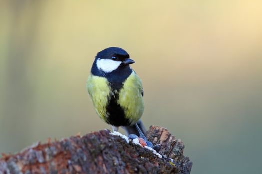 great tit ( parus major ) came  on a stump for food in winter season