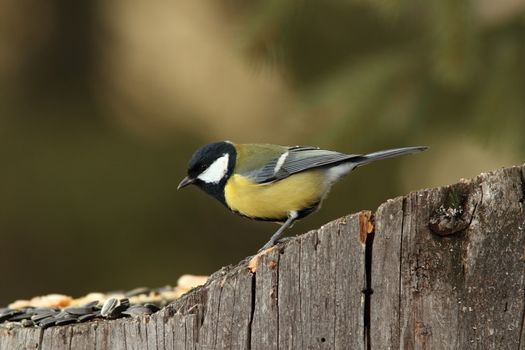 hungry great tit ( parus major ) came at seeds on stump