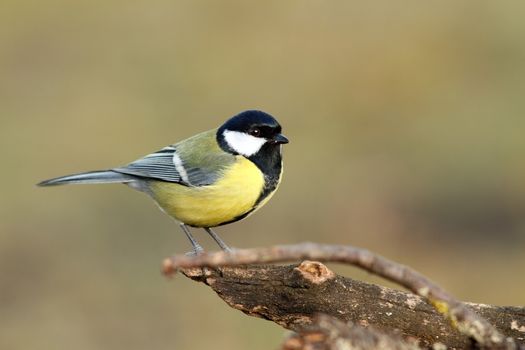 great tit ( parus major ) standing on perch over blurred background