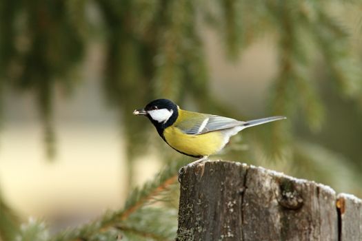 hungry great tit ( parus major ) with seed in its beak