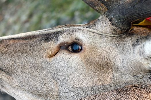 hunted red deer ( cervus elaphus ) eye detail