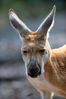 Australian big red kangaroo in open bushland
