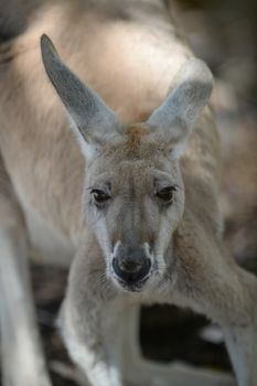 Australian big red kangaroo in open bushland