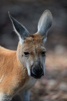 Australian big red kangaroo in open bushland