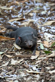 A shot of a Tasmanian Tiger in natural bushland