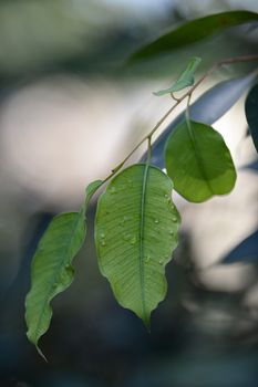 A close up shot of gum tree leaves