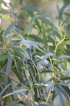 A close up shot of gum tree leaves