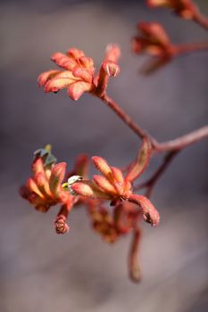 A close up shot of an Australian Kangaroo Paw