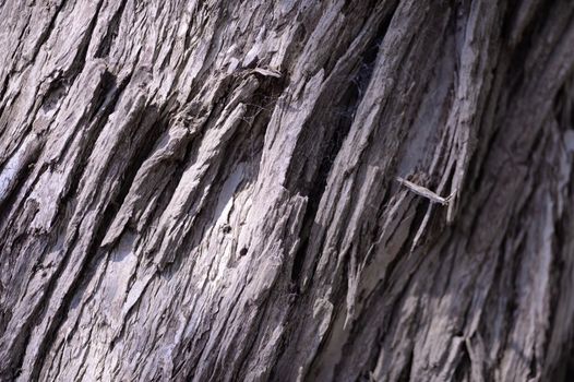 A close up shot of the bark off an Australian Gum Tree