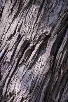 A close up shot of the bark off an Australian Gum Tree