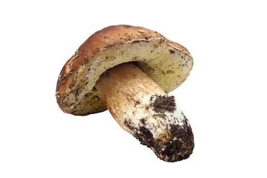 isolated fresh porcino fungi ( boletus edulis ) mushroom
