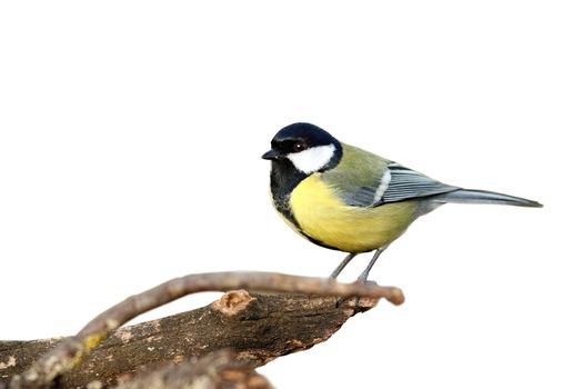 isolated great tit ( parus major ) with place for text